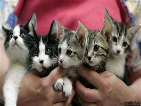 Kittens pittsburgh - City of Pittsburgh residents can apply for up to five spays or neuters for dogs or cats totally free of charge at participating shelters.
